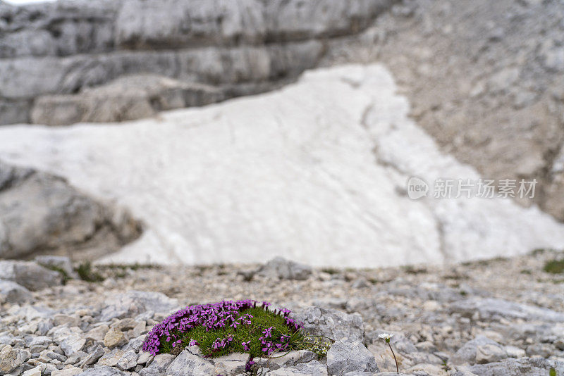 阿尔卑斯花- Silene和cuscinetto，在特里格拉夫国家公园的雪